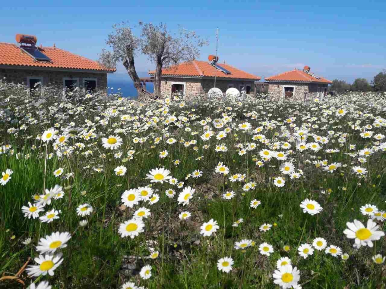Ktima Kiourelioti Holiday home Skala Sykamineas