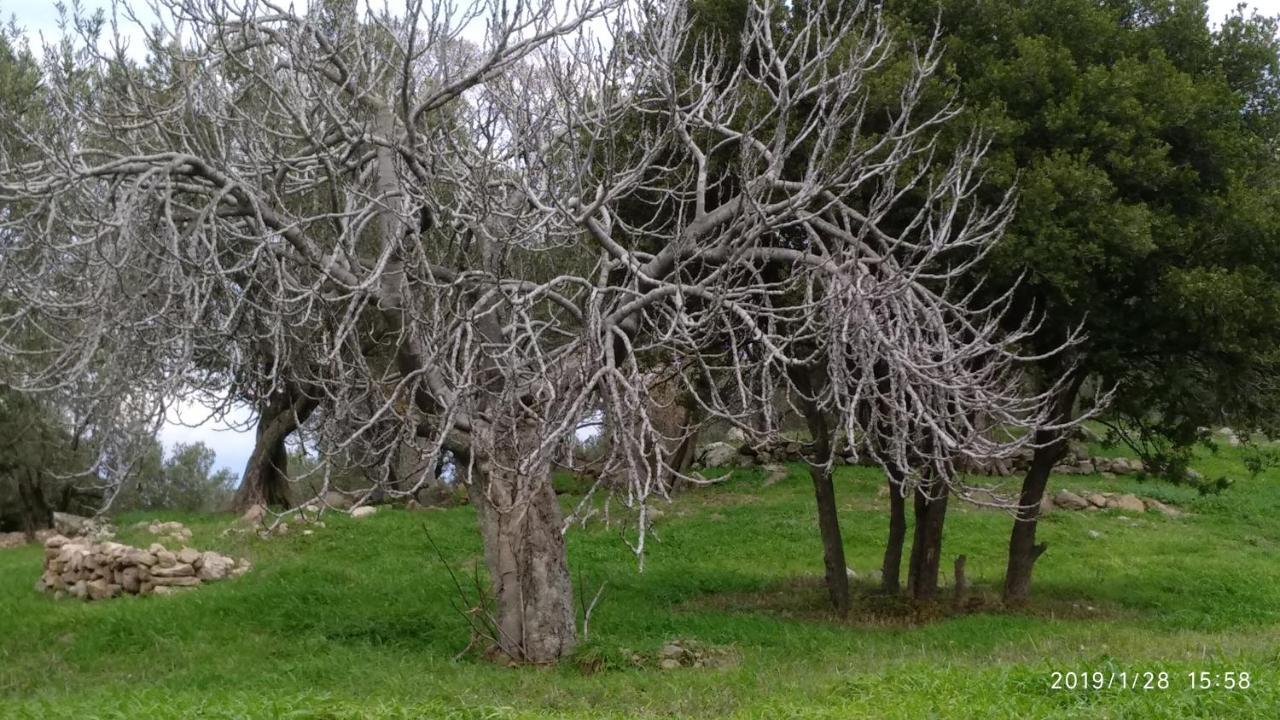 Ktima Kiourelioti Holiday home *