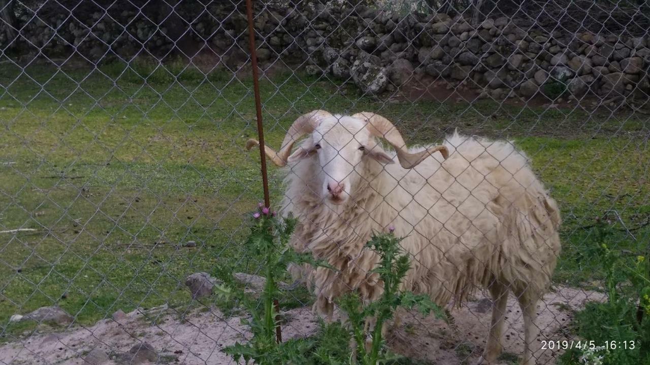 Ktima Kiourelioti Skala Sykamineas